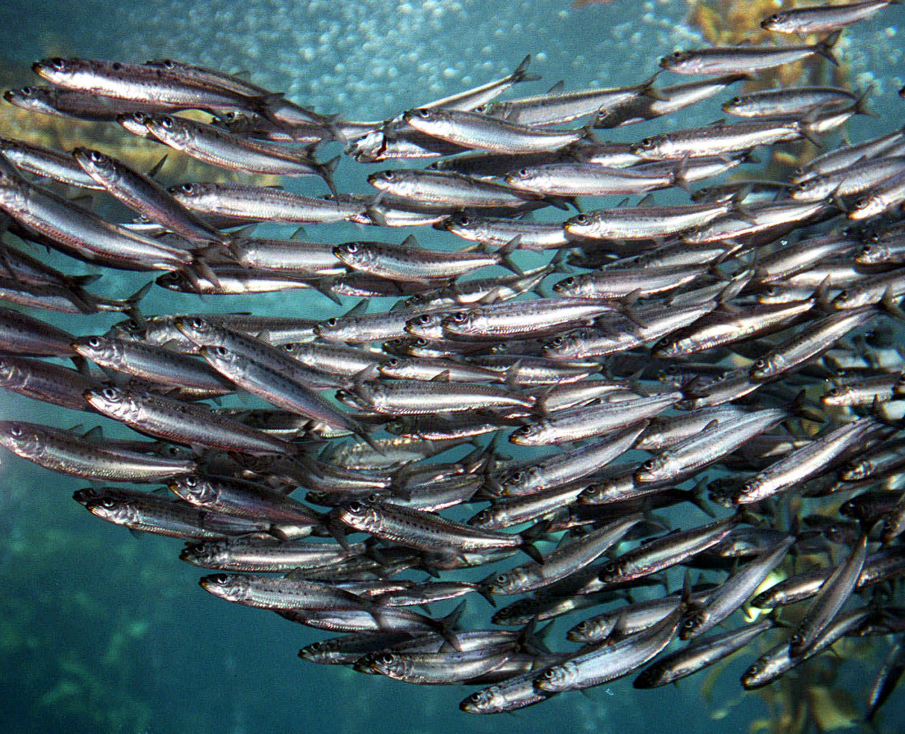 sardines-vs-anchovies-1314903jpg-e6baaaadd71adeea.jpg