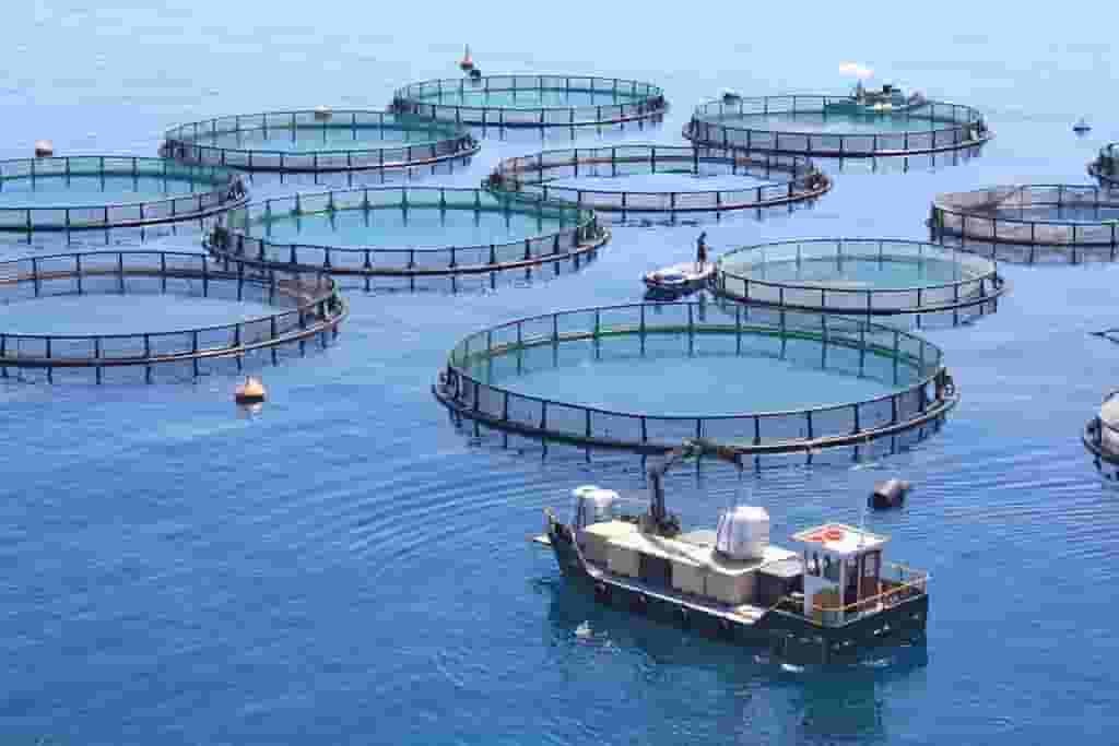 Cage System of Fish Farming_1.jpg